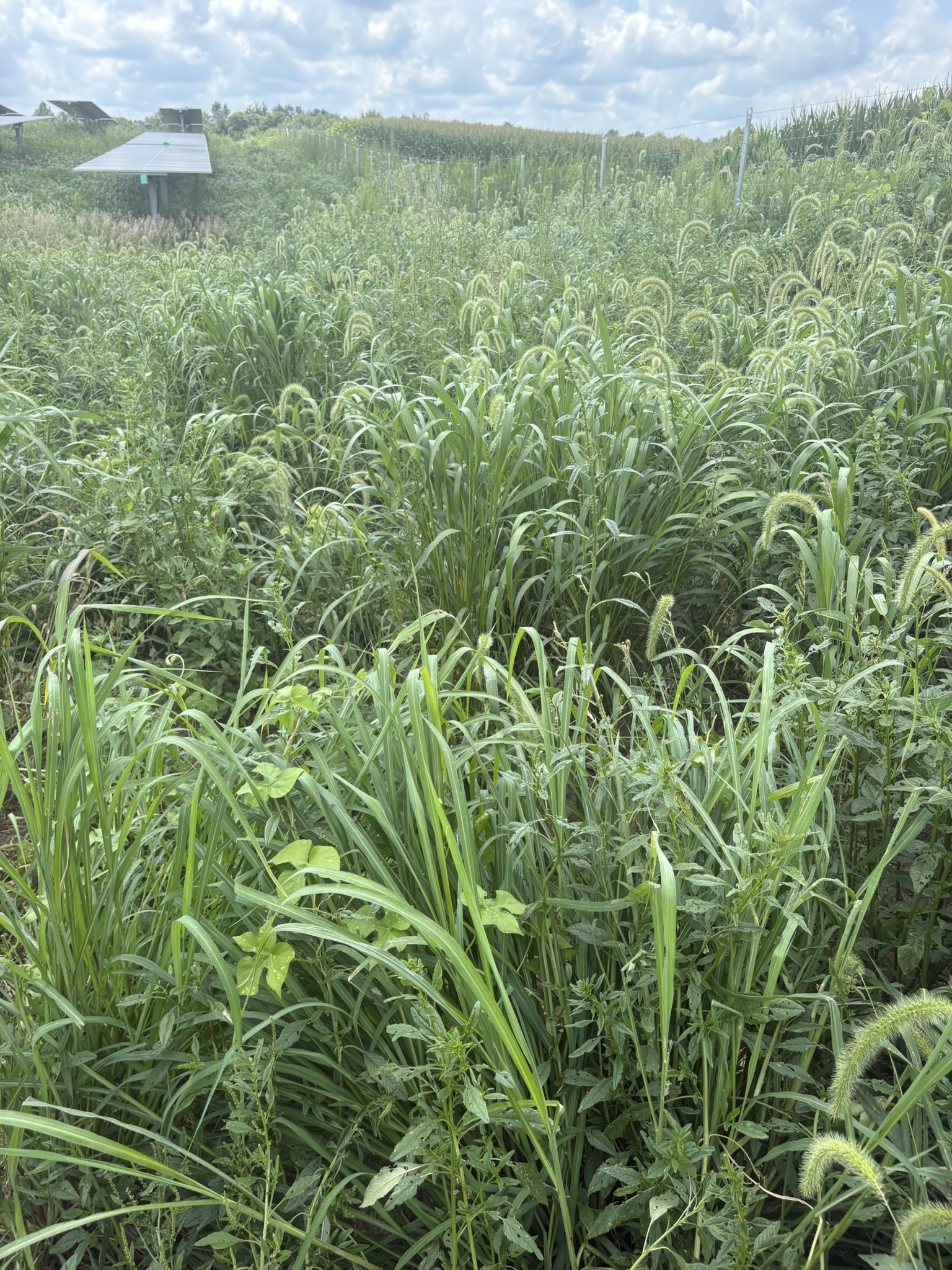 Solar field siteconditions